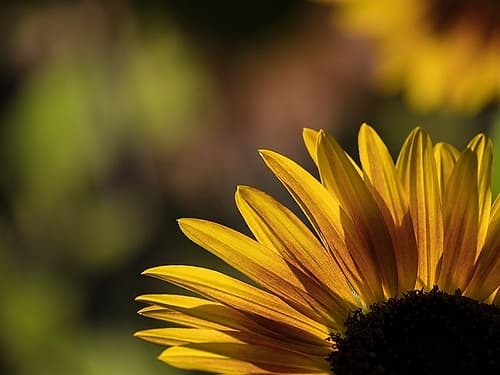 Usa-Washington State-Bellevue. Backlit common sunflower Art Print